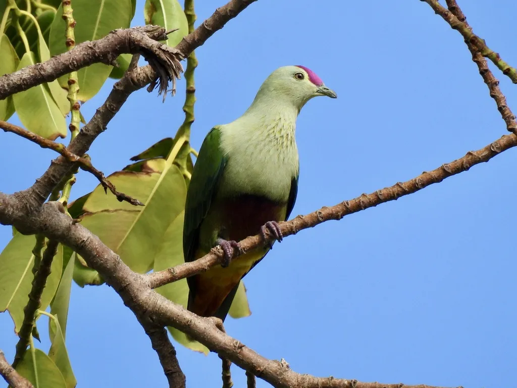 紫顶果鸠(Ptilinopus porphyraceus)