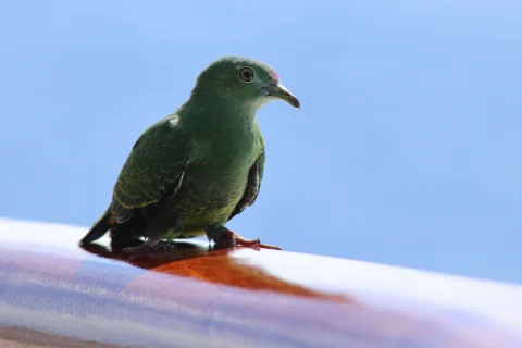 黄胸果鸠