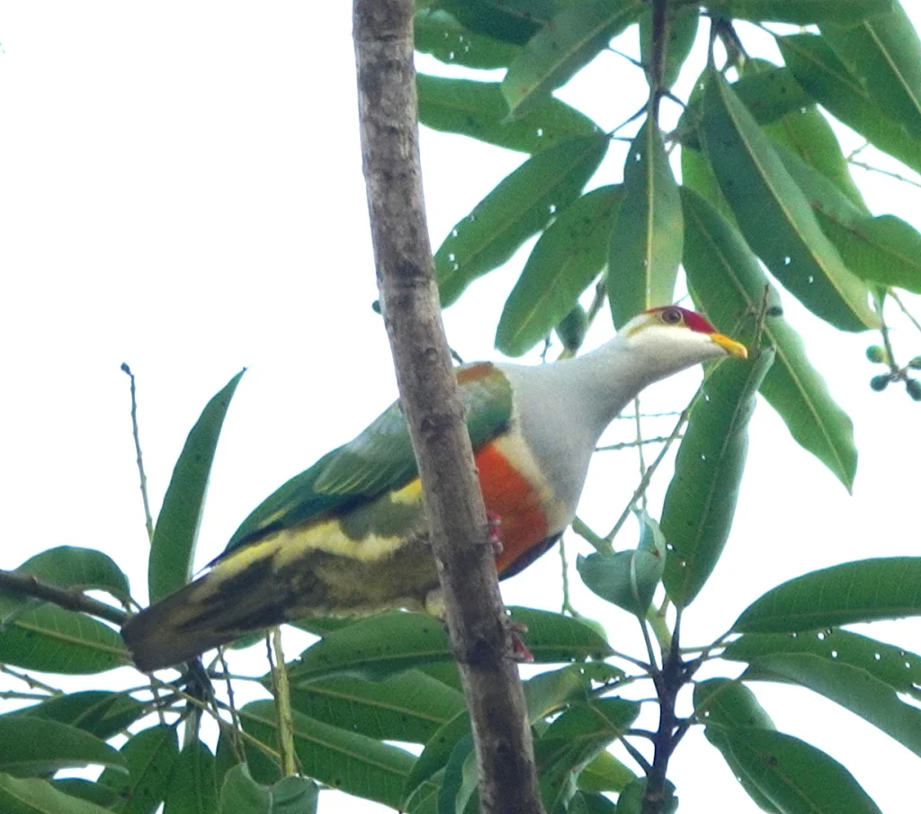 金肩果鸠(Ptilinopus wallacii)