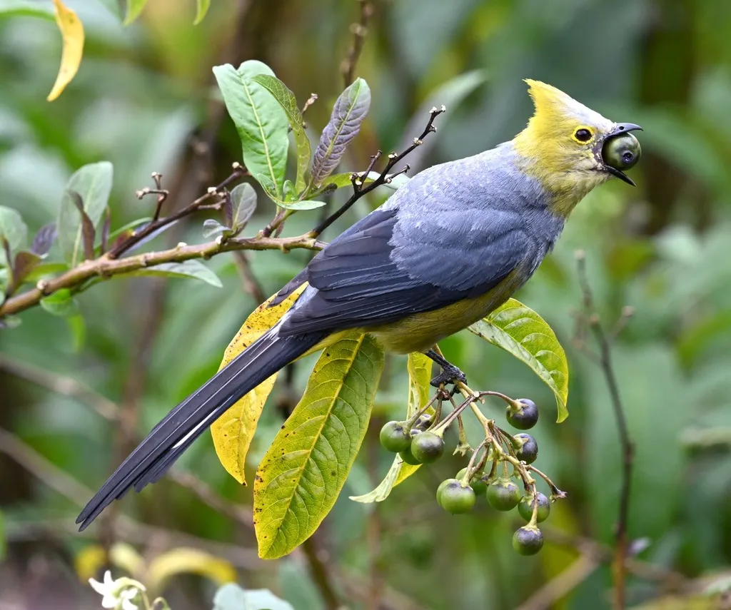 长尾丝鹟(Ptiliogonys caudatus)