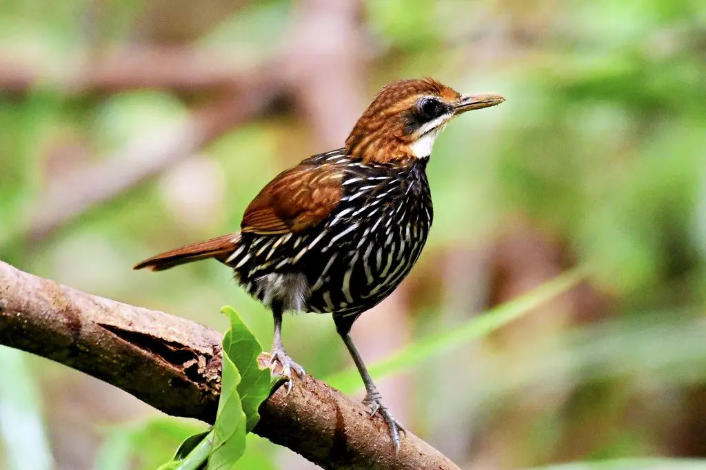 菲律宾地鹛(Ptilocichla falcata)