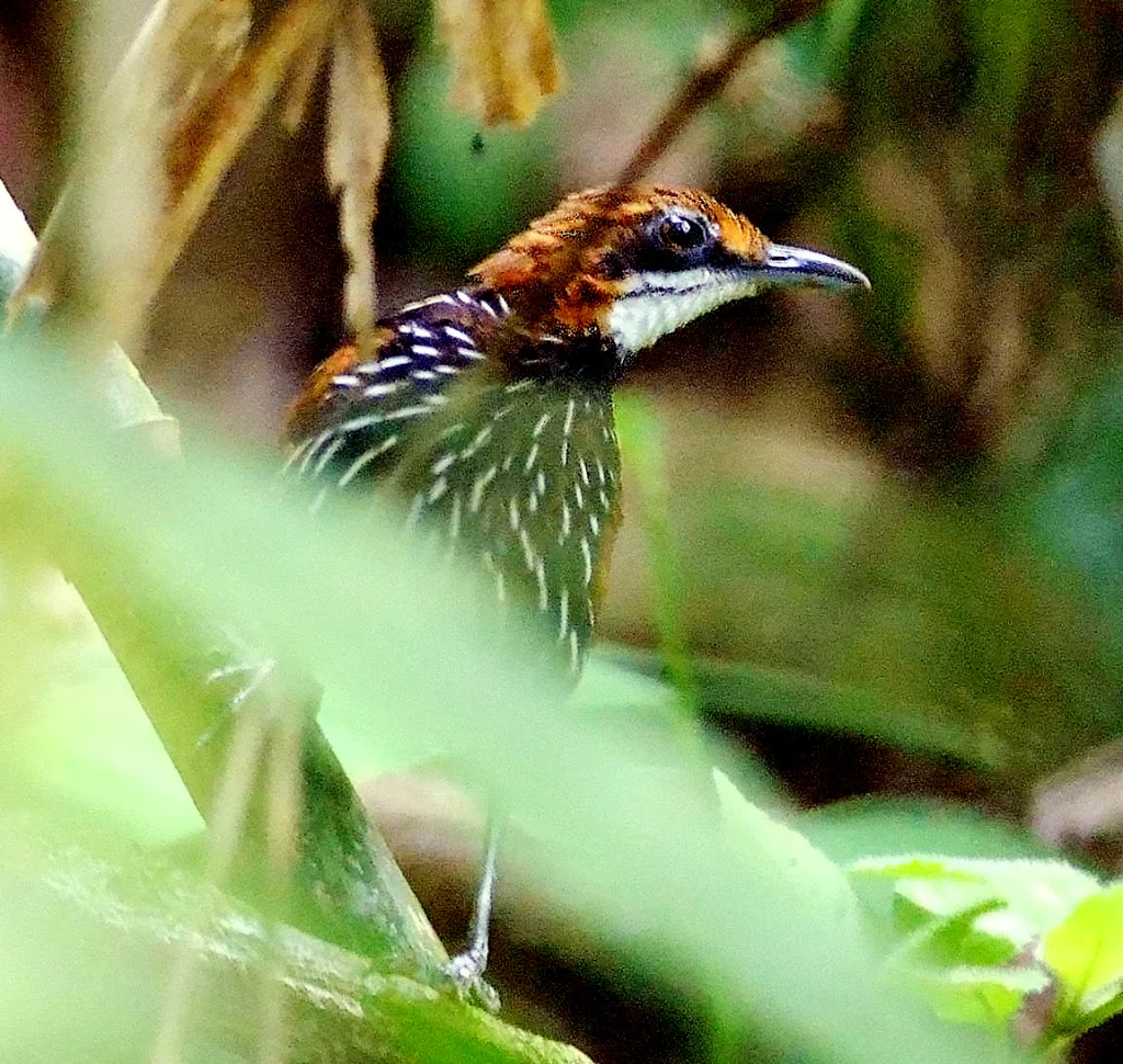 菲律宾地鹛(Ptilocichla falcata)
