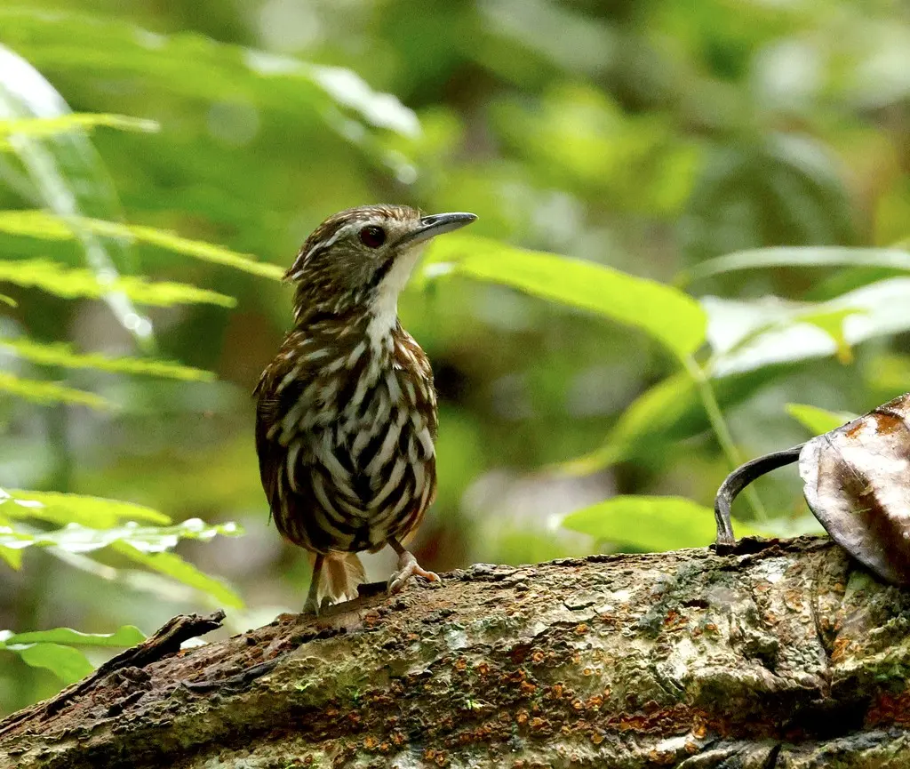 条纹地鹛(Ptilocichla mindanensis)