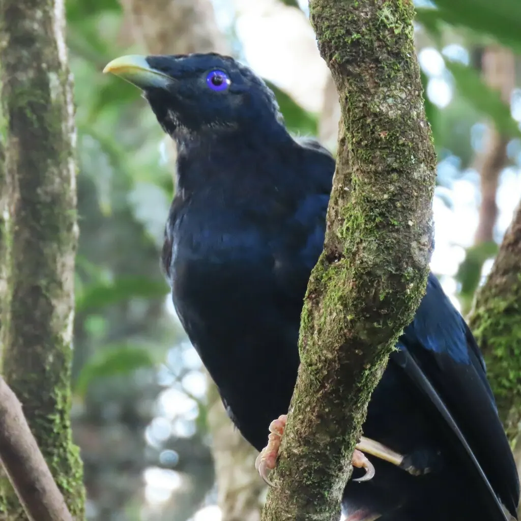 缎蓝园丁鸟(Ptilonorhynchus violaceus)