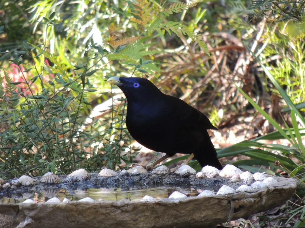 缎蓝园丁鸟(Ptilonorhynchus violaceus)