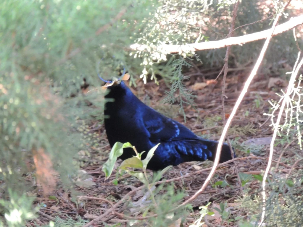 缎蓝园丁鸟(Ptilonorhynchus violaceus)