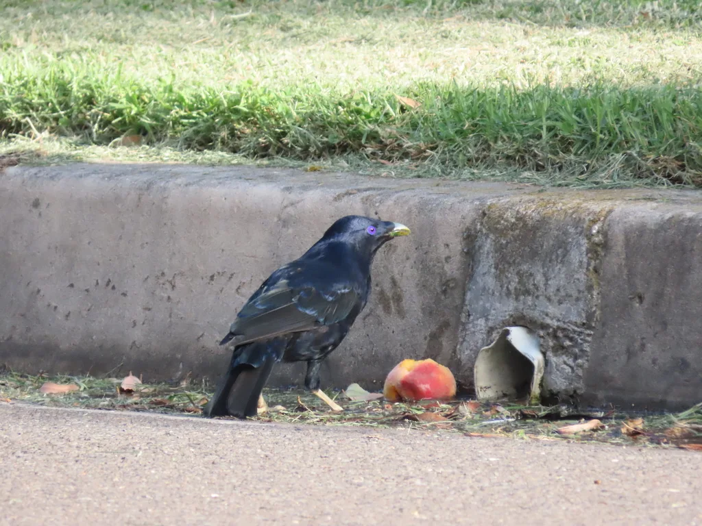 缎蓝园丁鸟(Ptilonorhynchus violaceus)