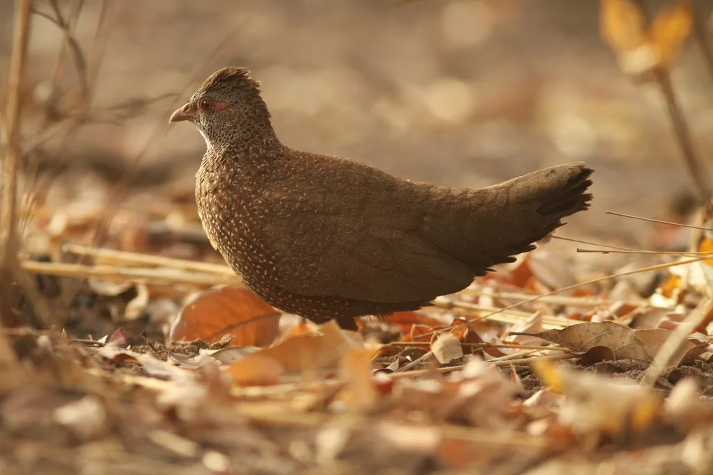 石鹑(Ptilopachus petrosus)