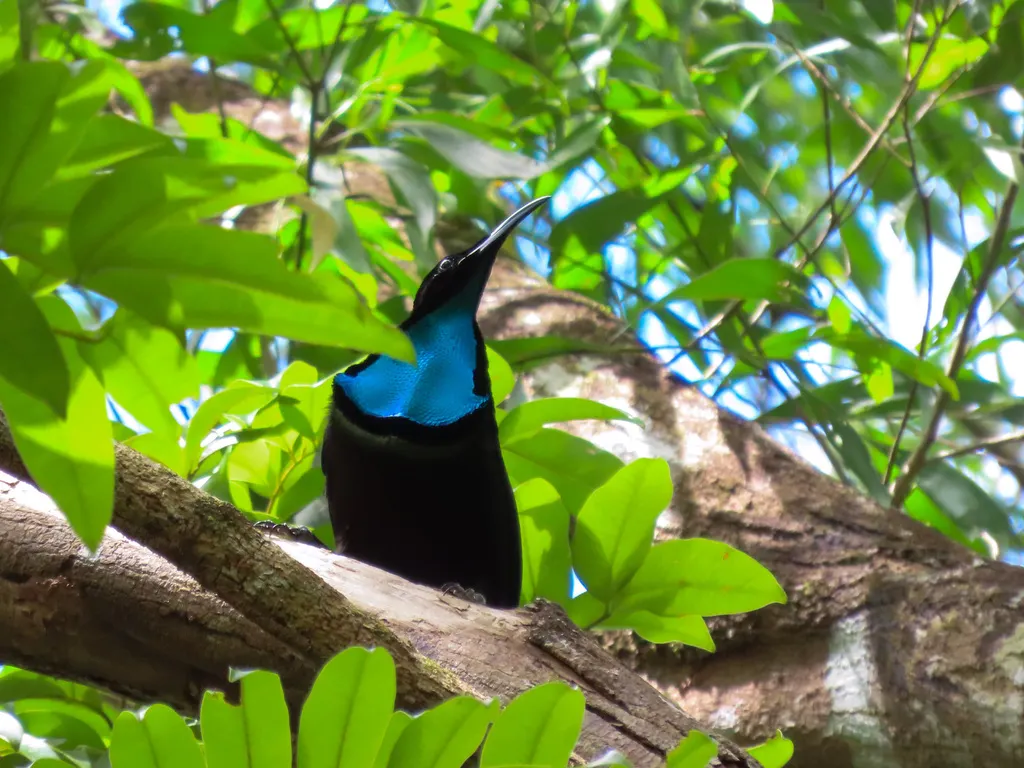 丽色掩鼻风鸟(Ptiloris magnificus)