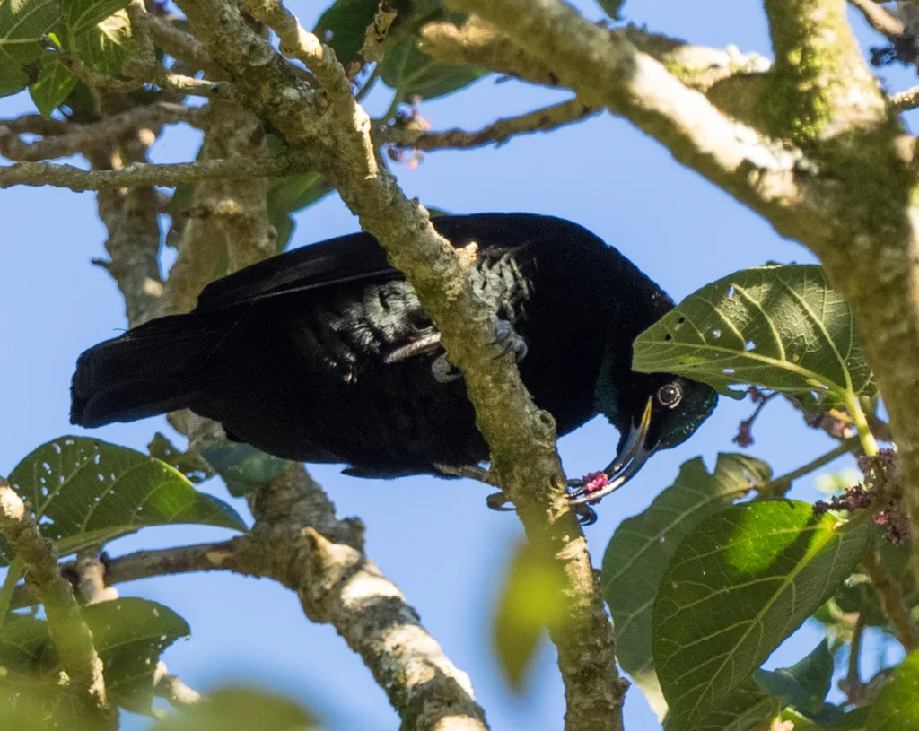 大掩鼻风鸟(Ptiloris paradiseus)