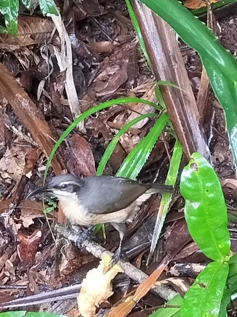 小掩鼻风鸟(Ptiloris victoriae)