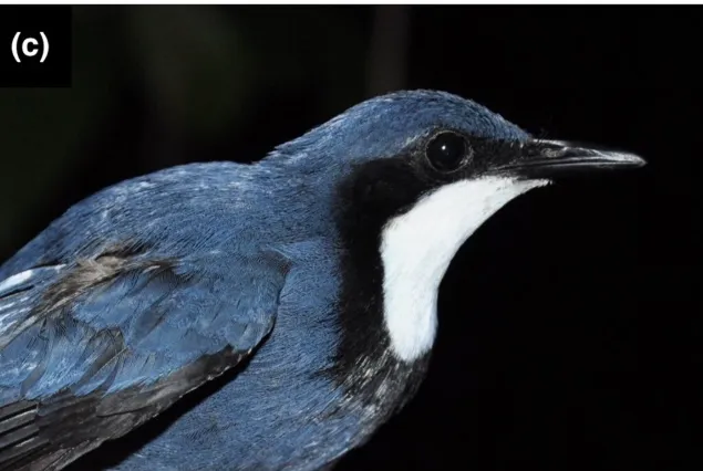 蓝丽鸫(Ptilorrhoa caerulescens)