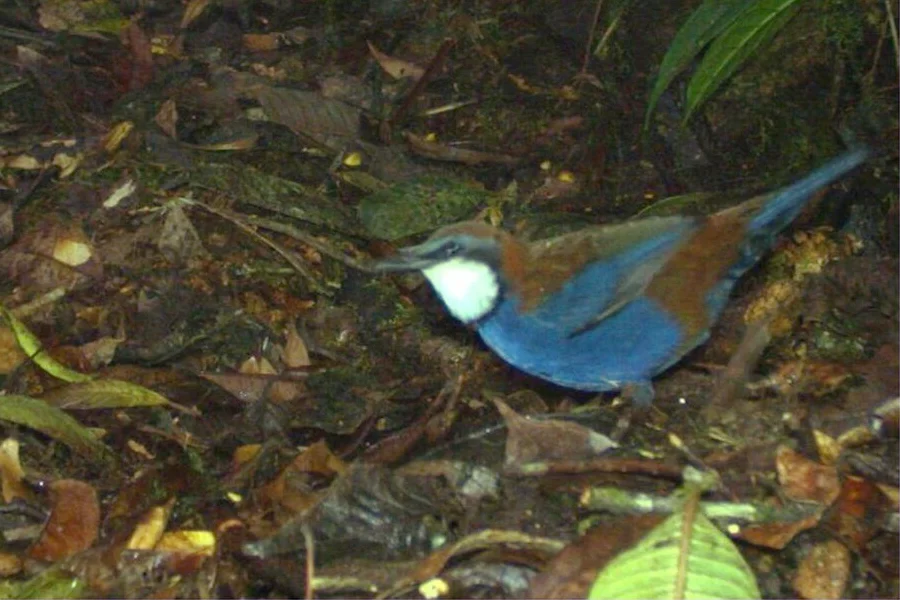 栗背丽鸫(Ptilorrhoa castanonota)