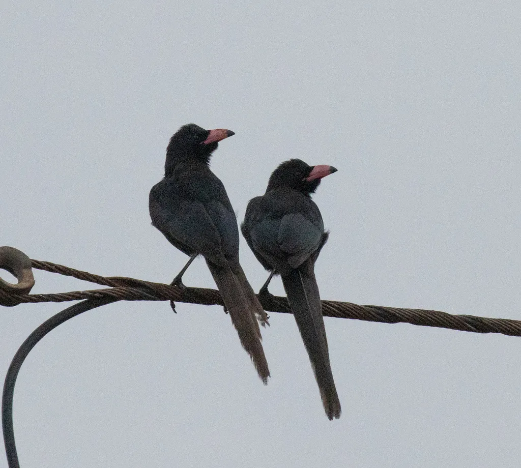 须嘴鸦(Ptilostomus afer)