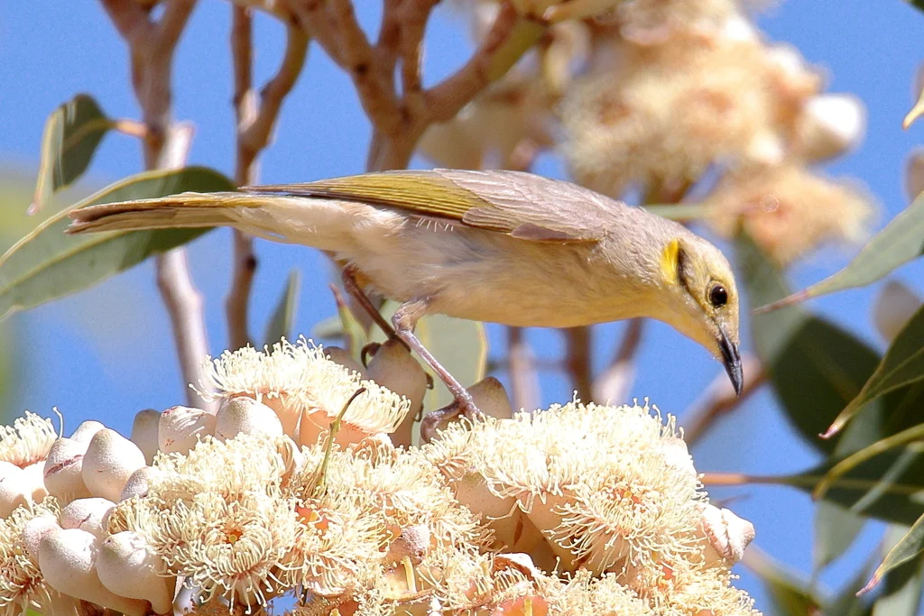 淡黄吸蜜鸟（Ptilotula flavescens）