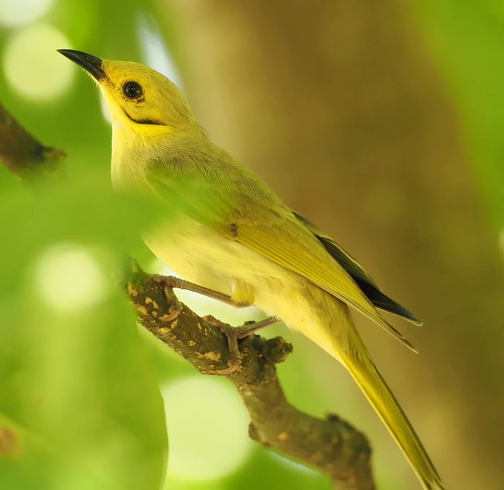 淡黄吸蜜鸟（Ptilotula flavescens）