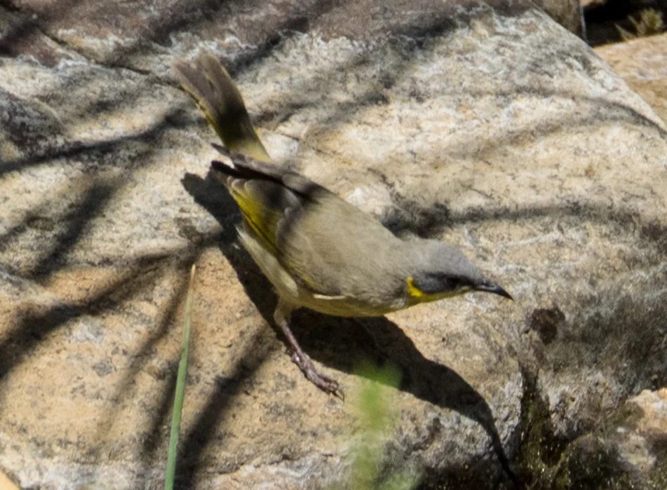 灰头吸蜜鸟(Ptilotula keartlandi)