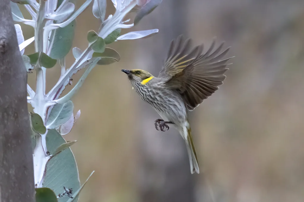 黄痣吸蜜鸟(Ptilotula ornata)