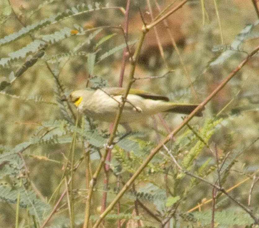 澳洲灰额吸蜜鸟(Ptilotula plumula)