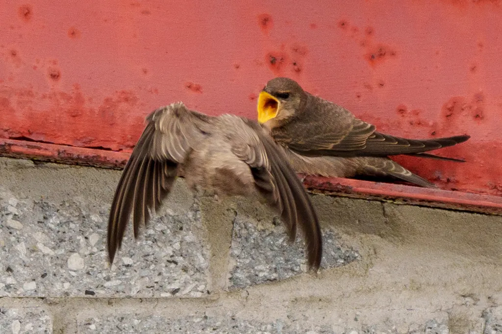 非洲岩燕（Ptyonoprogne fuligula）