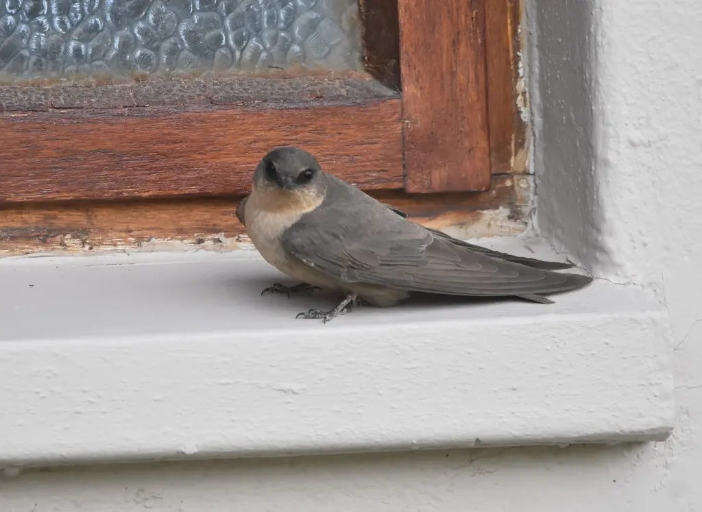 非洲岩燕（Ptyonoprogne fuligula）