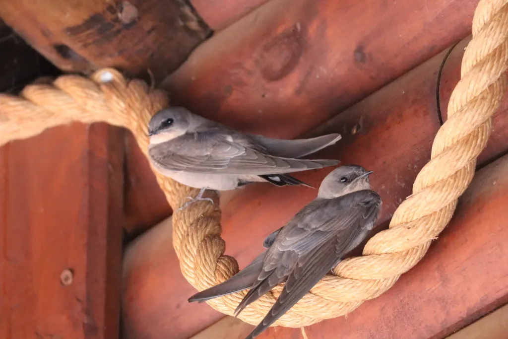 非洲岩燕（Ptyonoprogne fuligula）