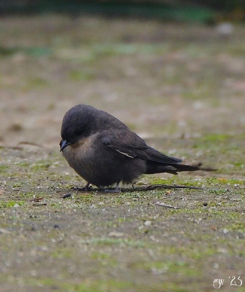 红喉岩燕(Ptyonoprogne rufigula)