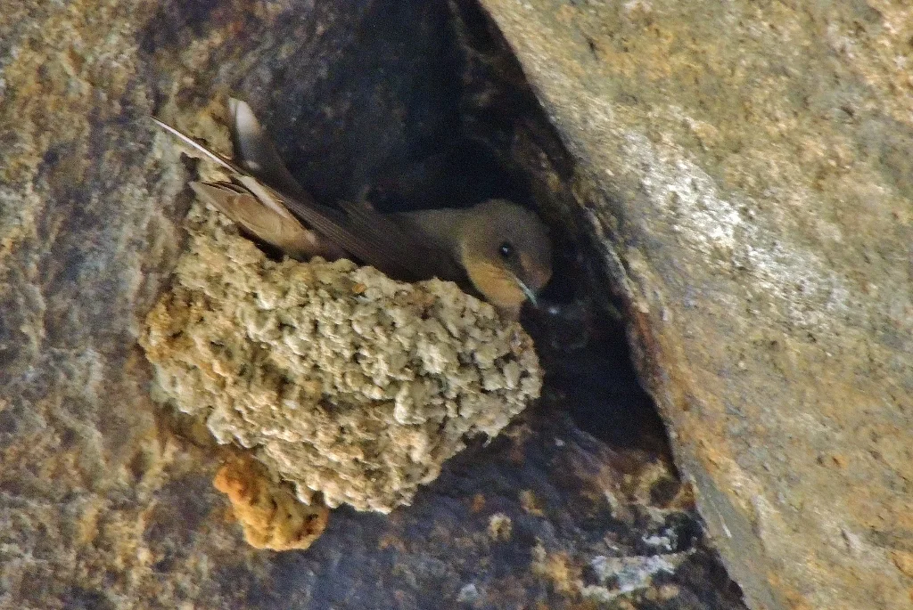红喉岩燕(Ptyonoprogne rufigula)