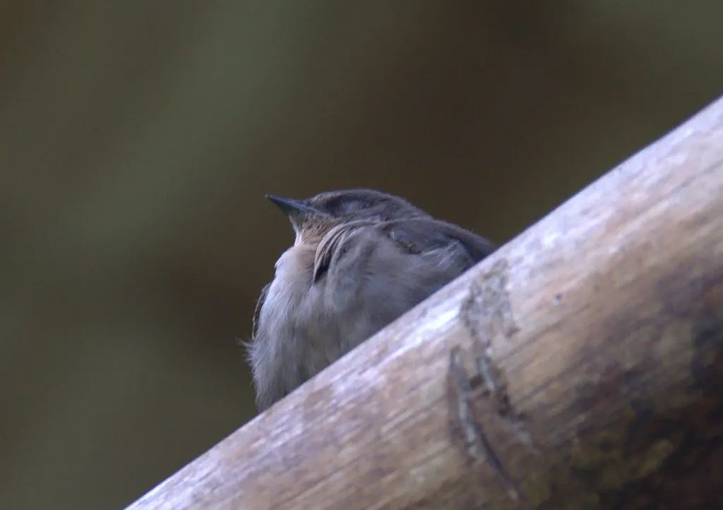 红喉岩燕(Ptyonoprogne rufigula)
