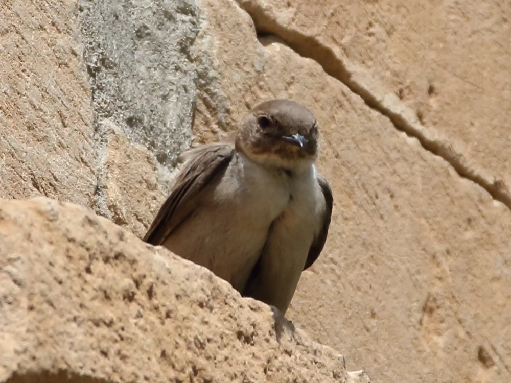 岩燕(Ptyonoprogne rupestris)