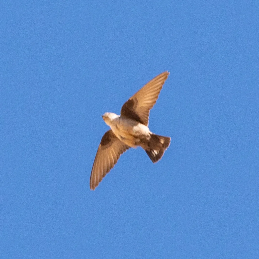 岩燕(Ptyonoprogne rupestris)