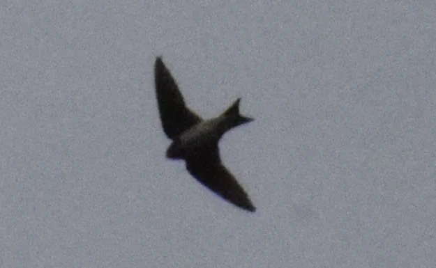 岩燕(Ptyonoprogne rupestris)