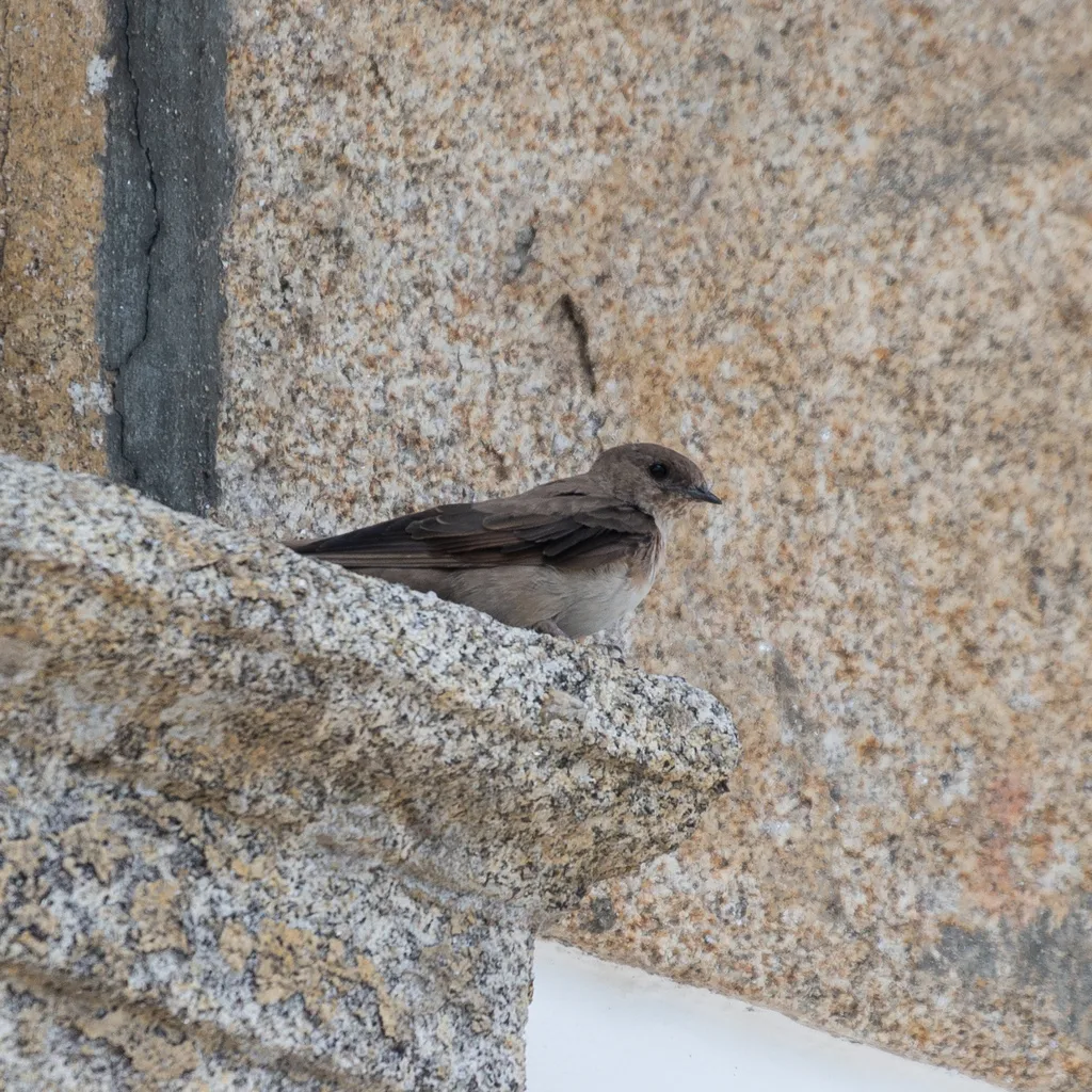 岩燕(Ptyonoprogne rupestris)