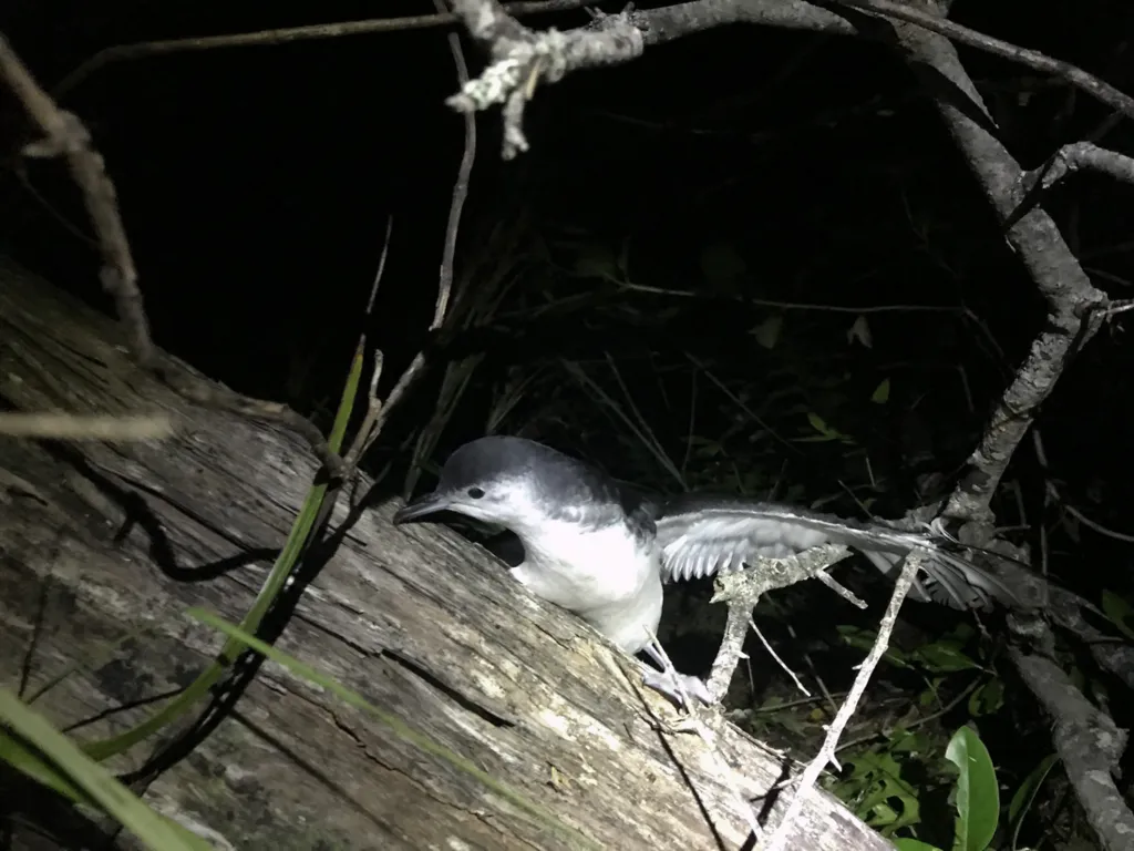 小鹱(Puffinus assimilis)