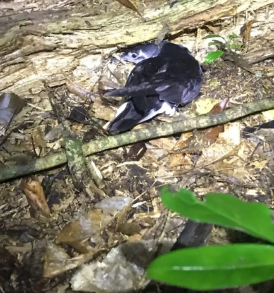 小鹱(Puffinus assimilis)