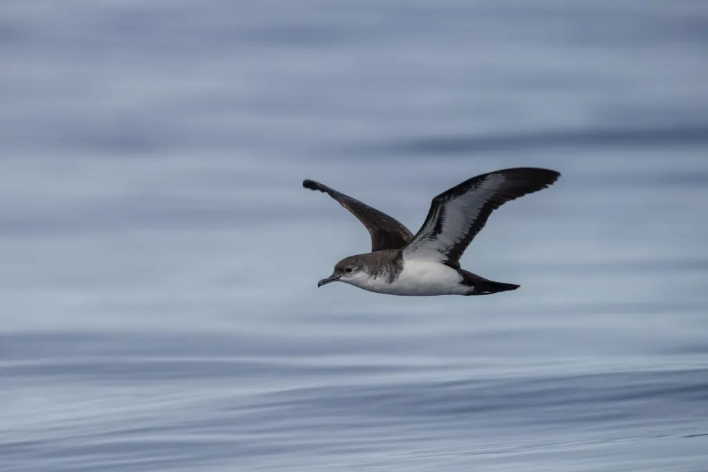 斑氏鹱(Puffinus bannermani)
