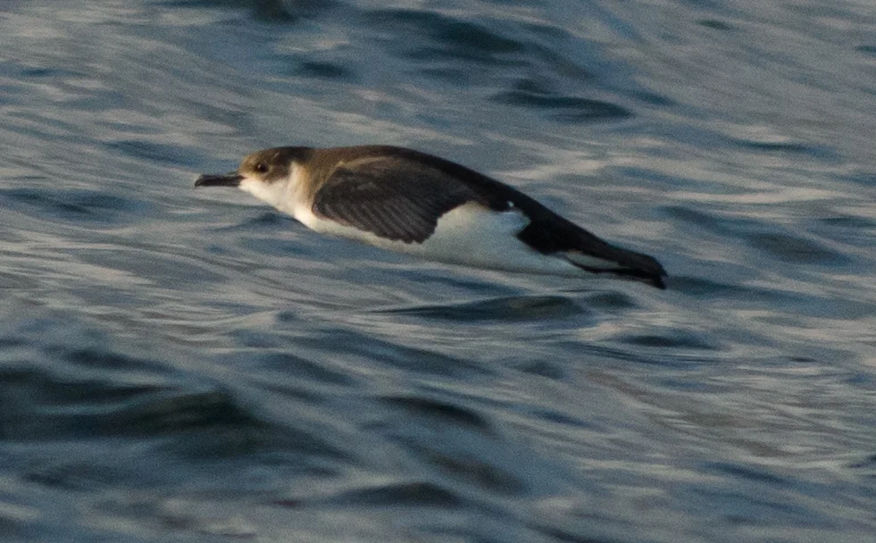 北大西洋鹱(Puffinus baroli)