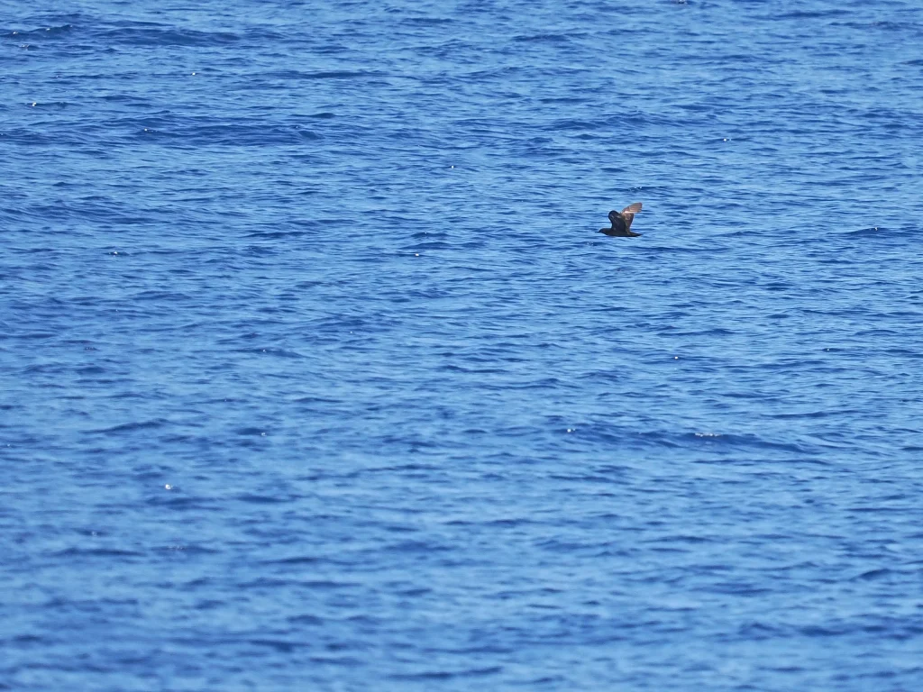 所罗门鹱(Puffinus heinrothi)