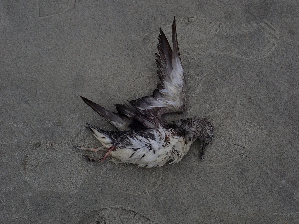 澳洲鹱(Puffinus huttoni)