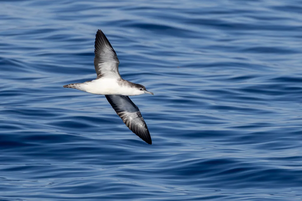 奥氏鹱(Puffinus lherminieri)