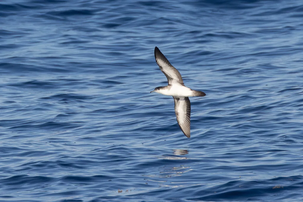 奥氏鹱(Puffinus lherminieri)