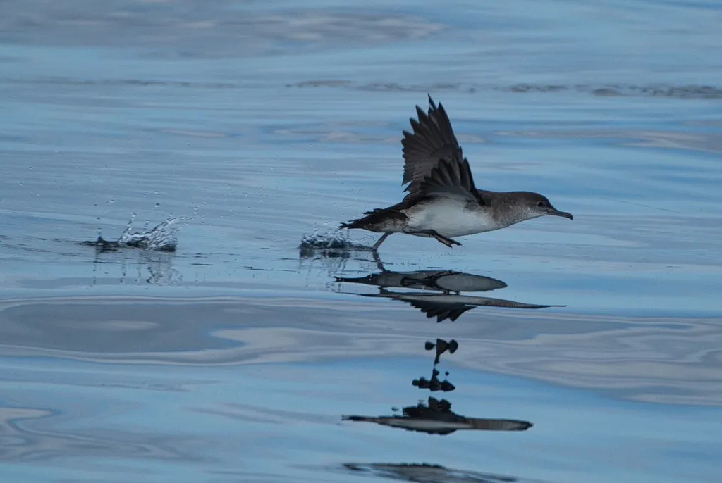 黑臀鹱(Puffinus opisthomelas)