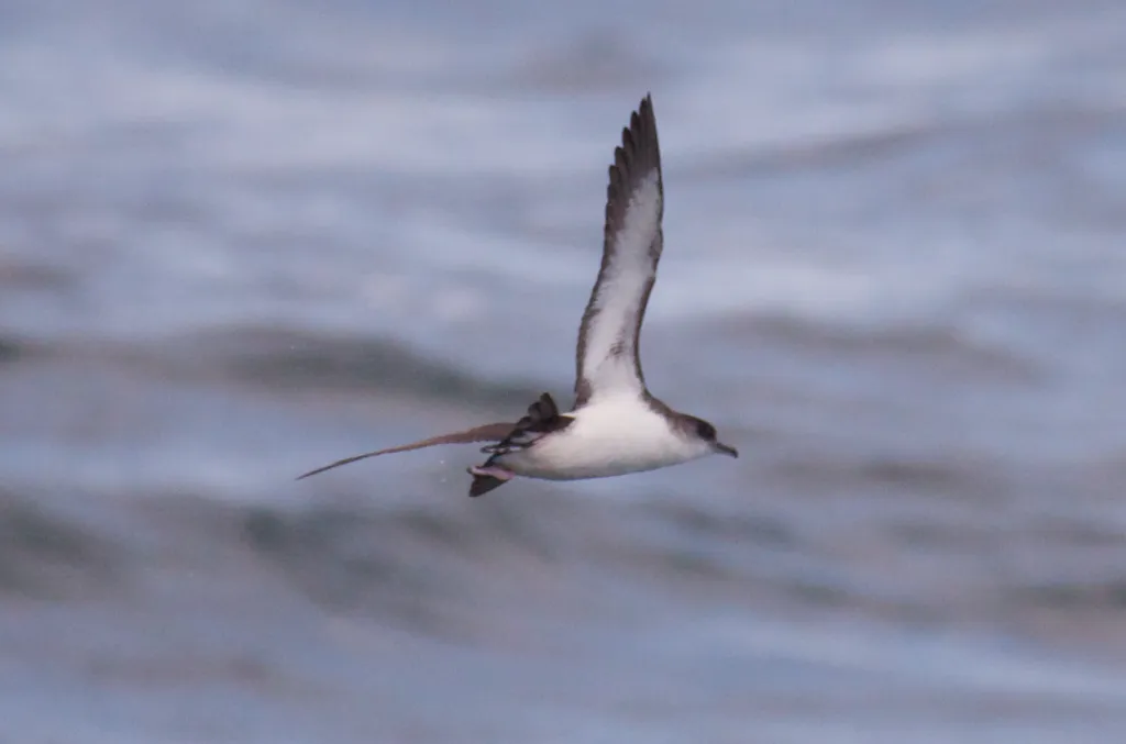 大西洋鹱(Puffinus puffinus)