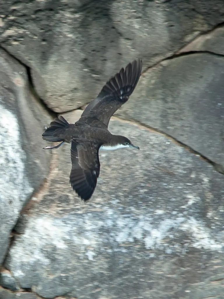 加岛鹱(Puffinus subalaris)