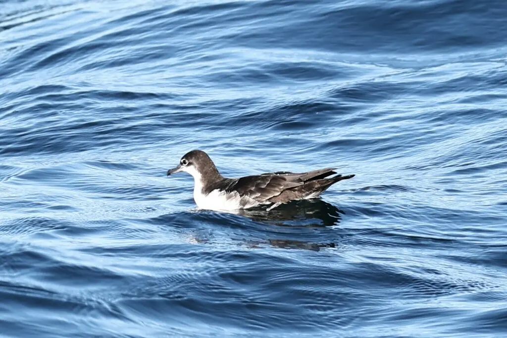 加岛鹱(Puffinus subalaris)