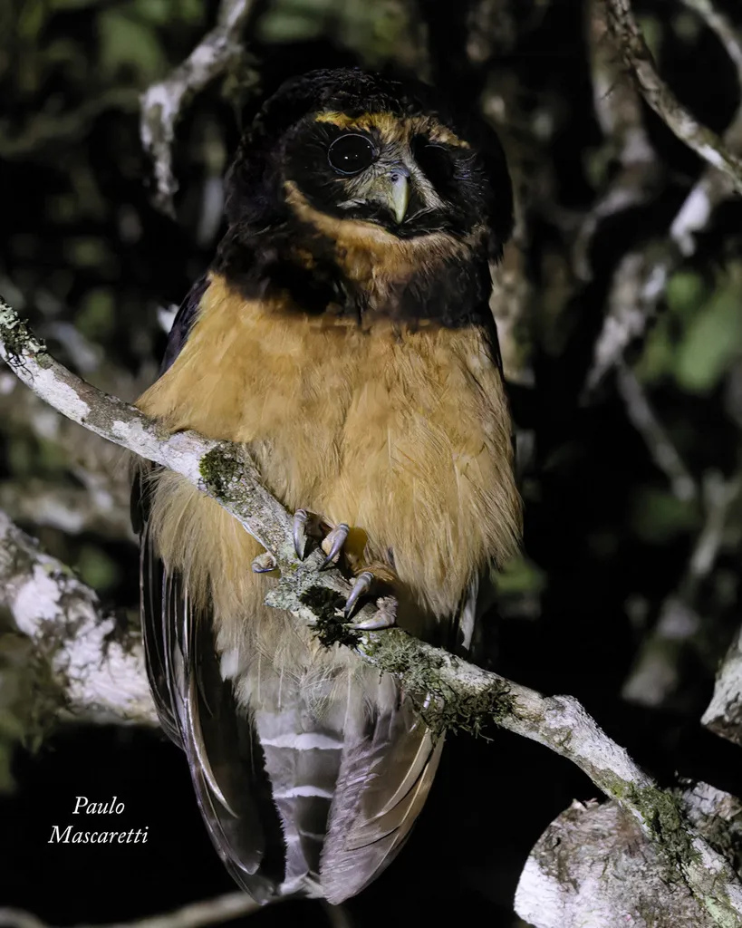茶眉眼镜鸮(Pulsatrix koeniswaldiana)