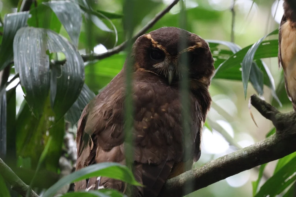 茶眉眼镜鸮(Pulsatrix koeniswaldiana)
