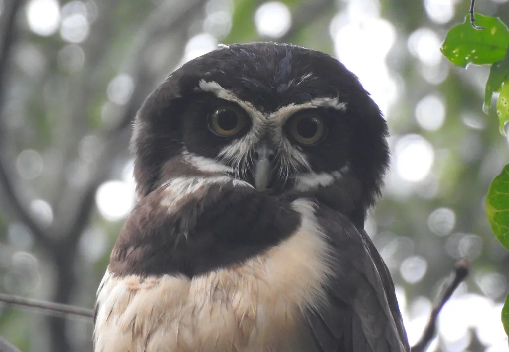眼镜鸮(Pulsatrix perspicillata)