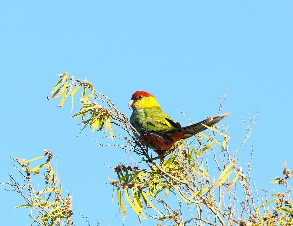 红顶鹦鹉(Purpureicephalus spurius)