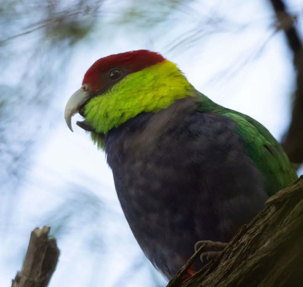 红顶鹦鹉(Purpureicephalus spurius)